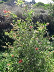 Melaleuca viminalis viminalis