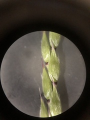 Eriochloa pseudoacrotricha