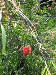 Melaleuca viminalis viminalis