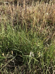 Eriochloa pseudoacrotricha