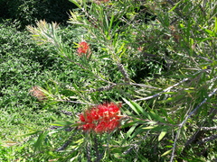 Melaleuca viminalis viminalis