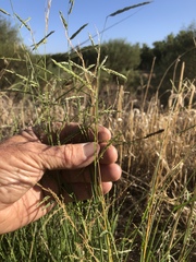 Eriochloa pseudoacrotricha