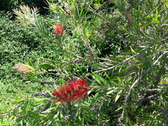 Melaleuca viminalis viminalis