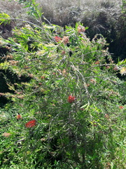 Melaleuca viminalis viminalis