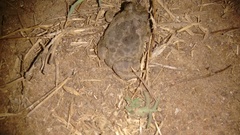 Sphaerotheca rolandae