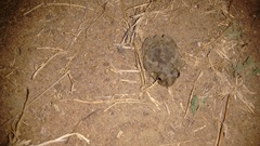 Sphaerotheca rolandae