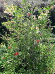 Melaleuca viminalis viminalis