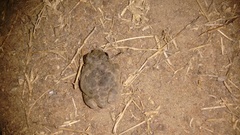 Sphaerotheca rolandae