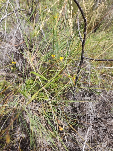 Daviesia reclinata observed 2026-04-18