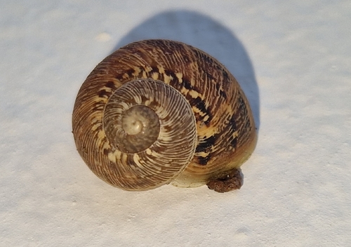 Cornu aspersum