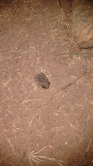 Sphaerotheca rolandae