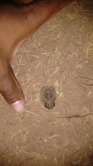 Sphaerotheca rolandae