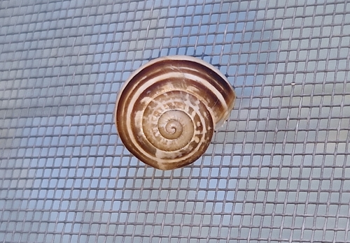 Eobania vermiculata