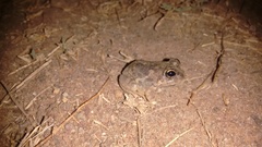 Sphaerotheca rolandae