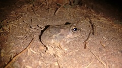 Sphaerotheca rolandae