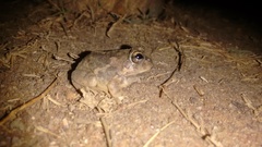 Sphaerotheca rolandae