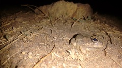 Sphaerotheca rolandae