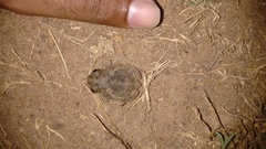 Sphaerotheca rolandae