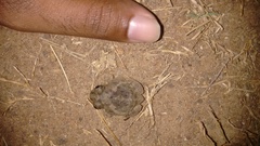 Sphaerotheca rolandae