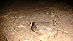 Sphaerotheca rolandae