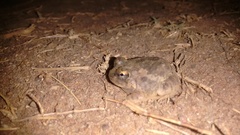 Sphaerotheca rolandae