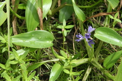 Pontederiaceae