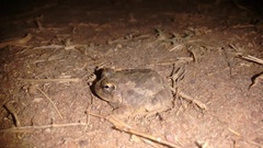 Sphaerotheca rolandae