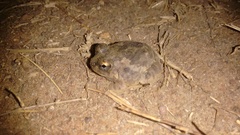 Sphaerotheca rolandae