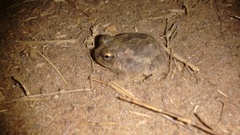 Sphaerotheca rolandae