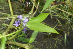 Pontederiaceae