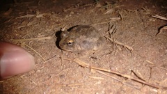 Sphaerotheca rolandae