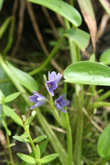 Pontederiaceae