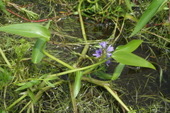 Pontederiaceae