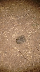 Sphaerotheca rolandae