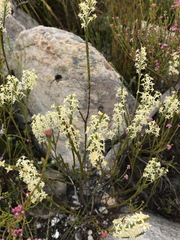 Struthiola confusa