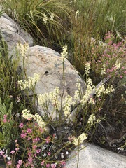 Struthiola confusa