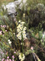Struthiola confusa