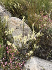 Struthiola confusa