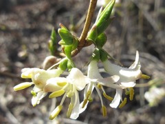 Lonicera harae