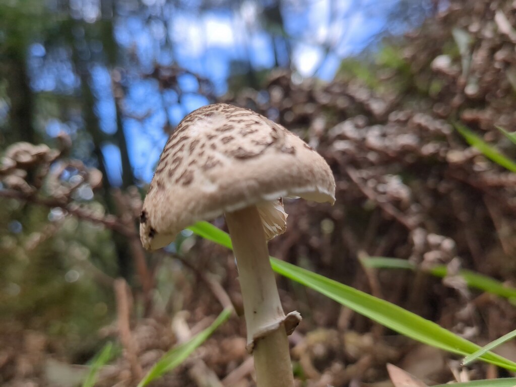 Macrolepiota clelandii · May 2025 · photo: © aclip1649 (iNaturalist, cc0)