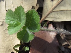 Heracleum moellendorffii