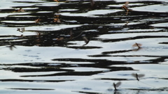 Palingenia longicauda