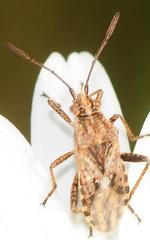 Stictopleurus punctiventris