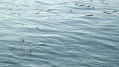 Palingenia longicauda