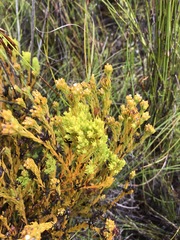 Thesium capitatum