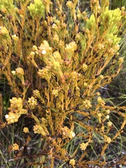 Thesium capitatum
