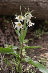 Fritillaria bucharica, photograph (c) Morten Ross, some rights reserved (CC BY)