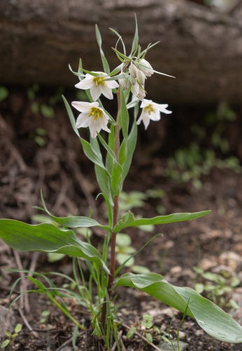 Fritillaria bucharica, photograph 3