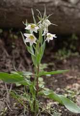 Fritillaria bucharica, photograph (c) Morten Ross, some rights reserved (CC BY)