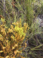 Thesium capitatum